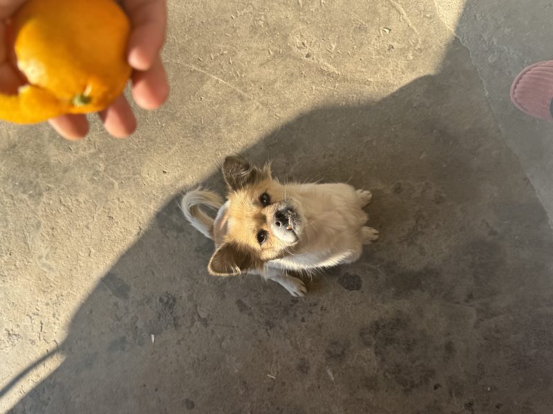 域名状态-阿若云创